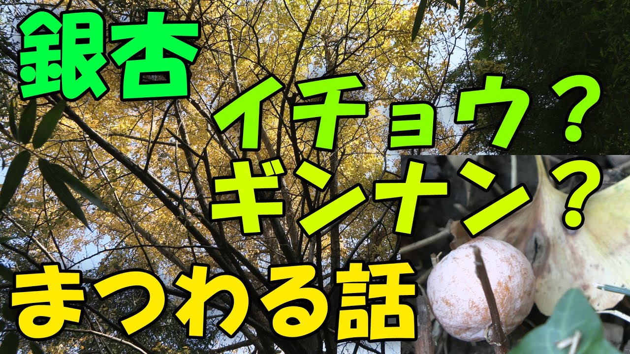 銀杏】銀杏 イチョウ？ギンナン？まつわる話 - YouTube