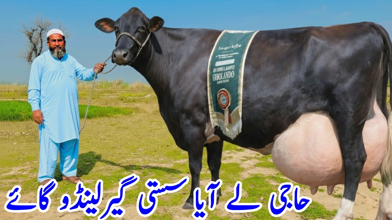 Garlando  Cow for Sale in Punjab Pakistan 2026 | Heavy Friesian Cross Dairy Cows | PK Janwar Mandi