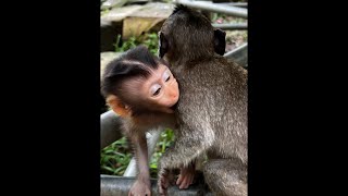Natural Monkey is live!