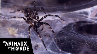 Les secrets de la jungle d'Afrique - les araignées