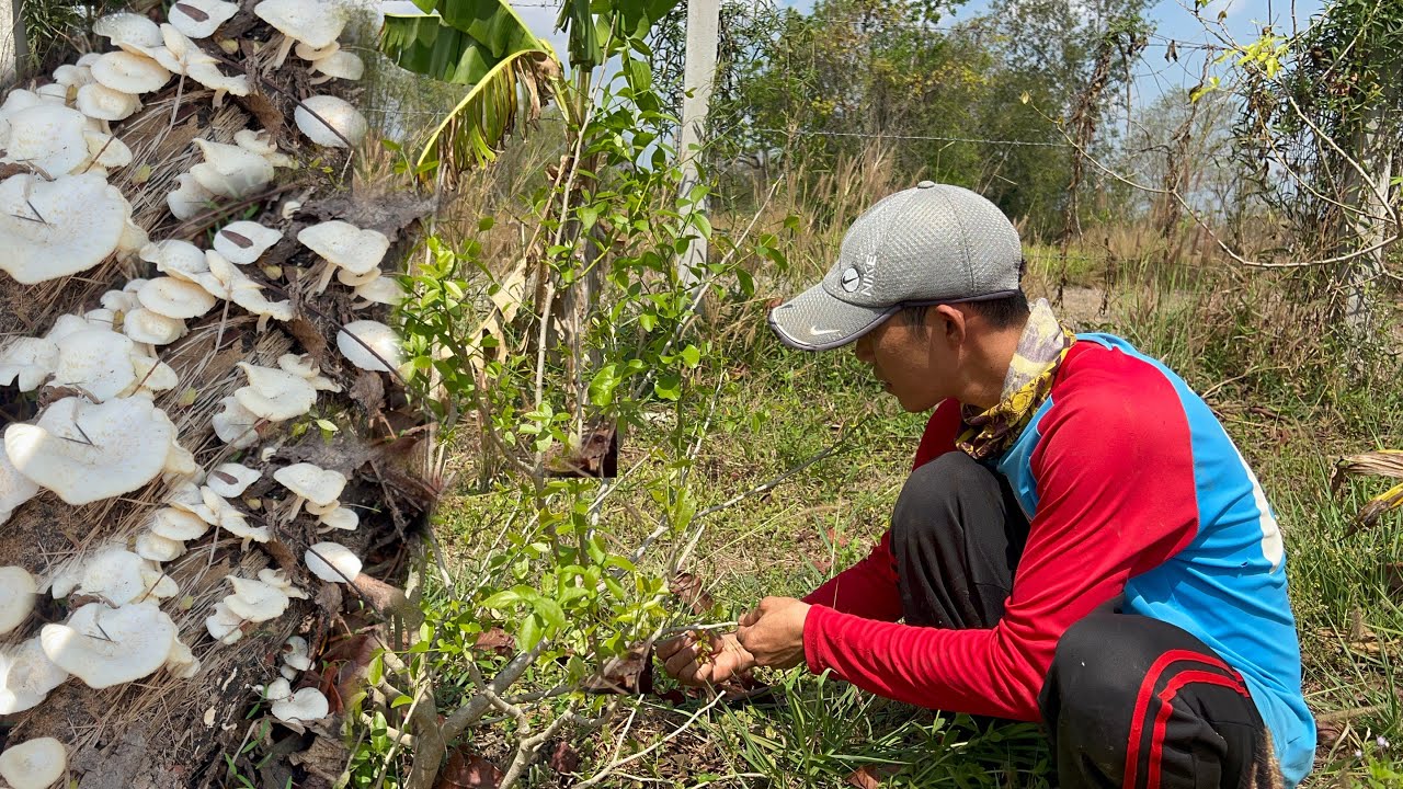 เก็บเห็ดขอนขาว หลังฝนตกหนักหลายวัน เก็บผักหวานป่าแกงใส่กันแซ่บๆ