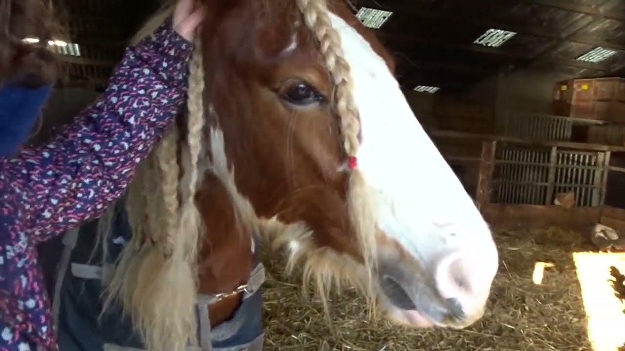 IK neem jullie mee een dagje naar  zorgmanege sprongvooruit