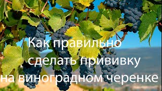 Как размножить виноград из черенков.Выращивание винограда черенками. Прививка винограда видео(Здесь мною будет показано как вырастить виноград из черенков в домашних условиях через прививку черенком...., 2016-02-21T18:22:43.000Z)