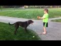 Funny Video: Lab Puppy Likes to Eat Bubbles
