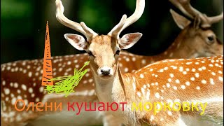 Олени кушают морковку февраль 2017