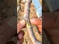 Want Grafting Success? Watch This Now #grafting #plants #garden #tree #mygarden #architecture #trees