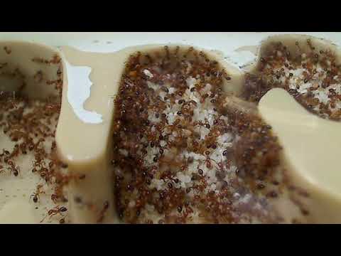 Fire Ants With Their Queen in Their Setup - Fire Ants With Their Queen in Their Setup