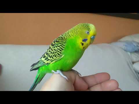 Wideo: Jak Bawić Się Papużką Falistą