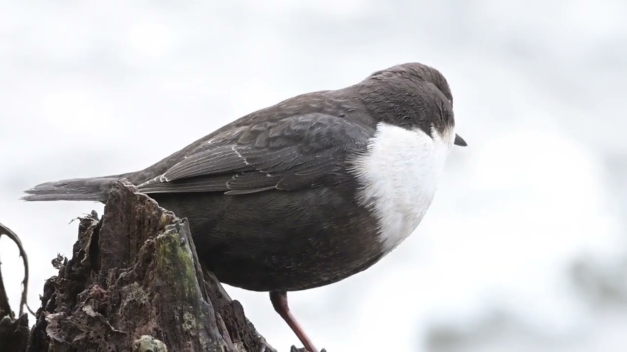 The Common Dipper 2023