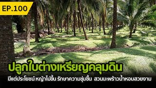 ปลูกใบต่างเหรียญคลุมดิน หญ้าไม่ขึ้น มีแต่ประโยชน์ NC coconut Farm EP.100 -  YouTube