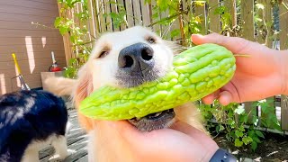 Do dogs like a bitter gourd?