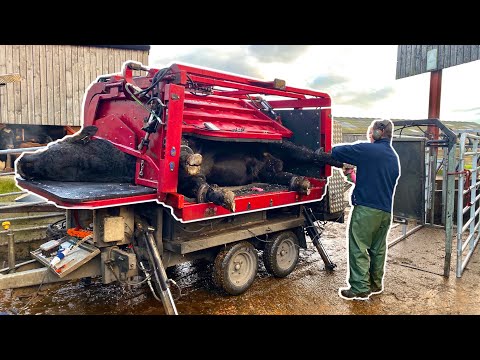 ⁣900KG MASSIVE BULL PUT ON HIS SIDE!