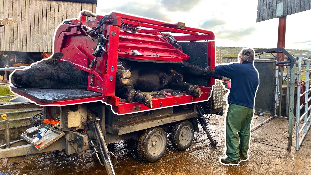 900KG MASSIVE BULL PUT ON HIS SIDE!