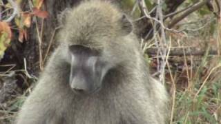 Chacma Baboons