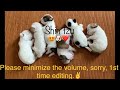 Shih tzu growing up from birth to puberty. Puppy transformation