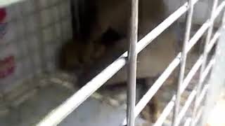 اطلاق سراح حيوان نادر في العراق