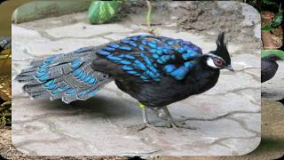 Palawan Peacock Pheasant Documentary Part 1 (Endemic to Palawan)