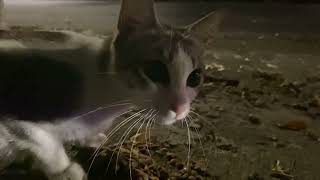 20220916[ 野良猫 ] Street feeding 5 young stray cats by Kucing Kampoeng 飼い猫 9 views 1 year ago 1 minute, 23 seconds