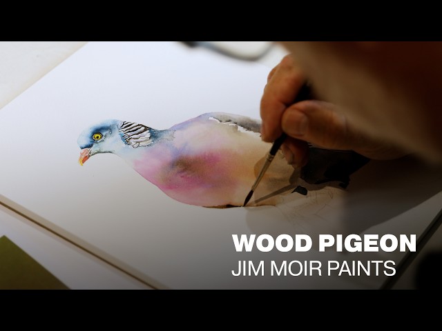 Jim Moir Paints a Wood Pigeon in Watercolour | Inside the Studio