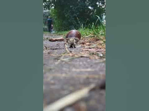 Милая улитка - YouTube