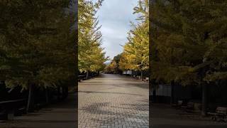 秩父ミューズパーク銀杏並木