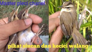 Cara mikat burung kecici belalang dan kerak basi sincan pakai laron