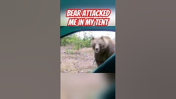 Bear Attacked Me In My Tent  short
