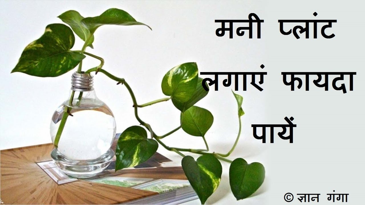 मनी प्लांट लगाएं फयदा पायें Money Plant ke Fayde With