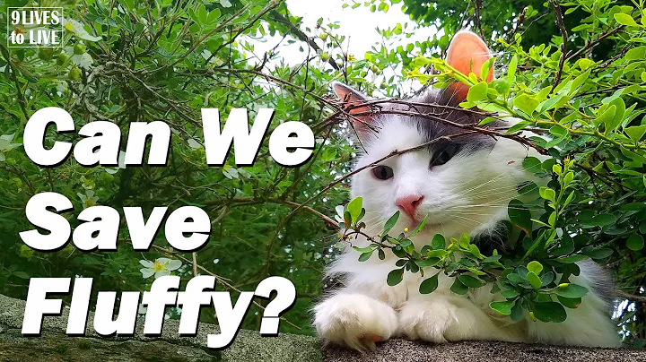 Watch This in Case Your Cat Gets Stuck in a Tree