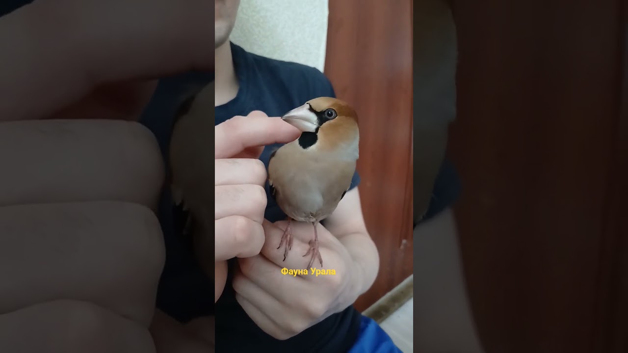 Дубанос, травма крыла, эмфизема.