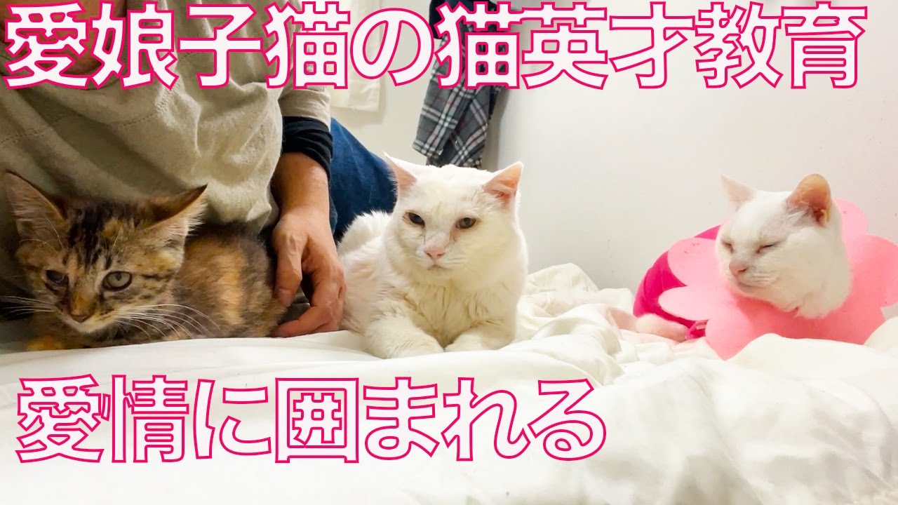 コムギ子猫、珍妙な愛情に囲まれる My kitten 'Komugi' surrounded by