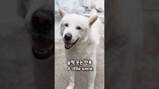 불만을 표현하는 진돗개 Complaint Dog.