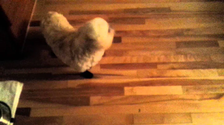 Scooter 2
