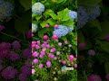 ❤️ beautiful flowers and background