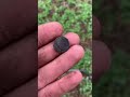 Тг : https://t.me/kopbratstvogubu #беларусь #metaldetecting #рыбалка #deus #коп #металлоискатель