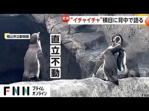 あるペンギンとある男のお話　たかはさち あるペンギンとある男のお話 たかはさち あるペンギンとある男の