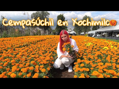 Cempasúchil: Flor de Día de Muertos en Xochimilco | Su producción, venta, pulque