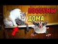 Сахарные поссумы (белки летяги) в доме