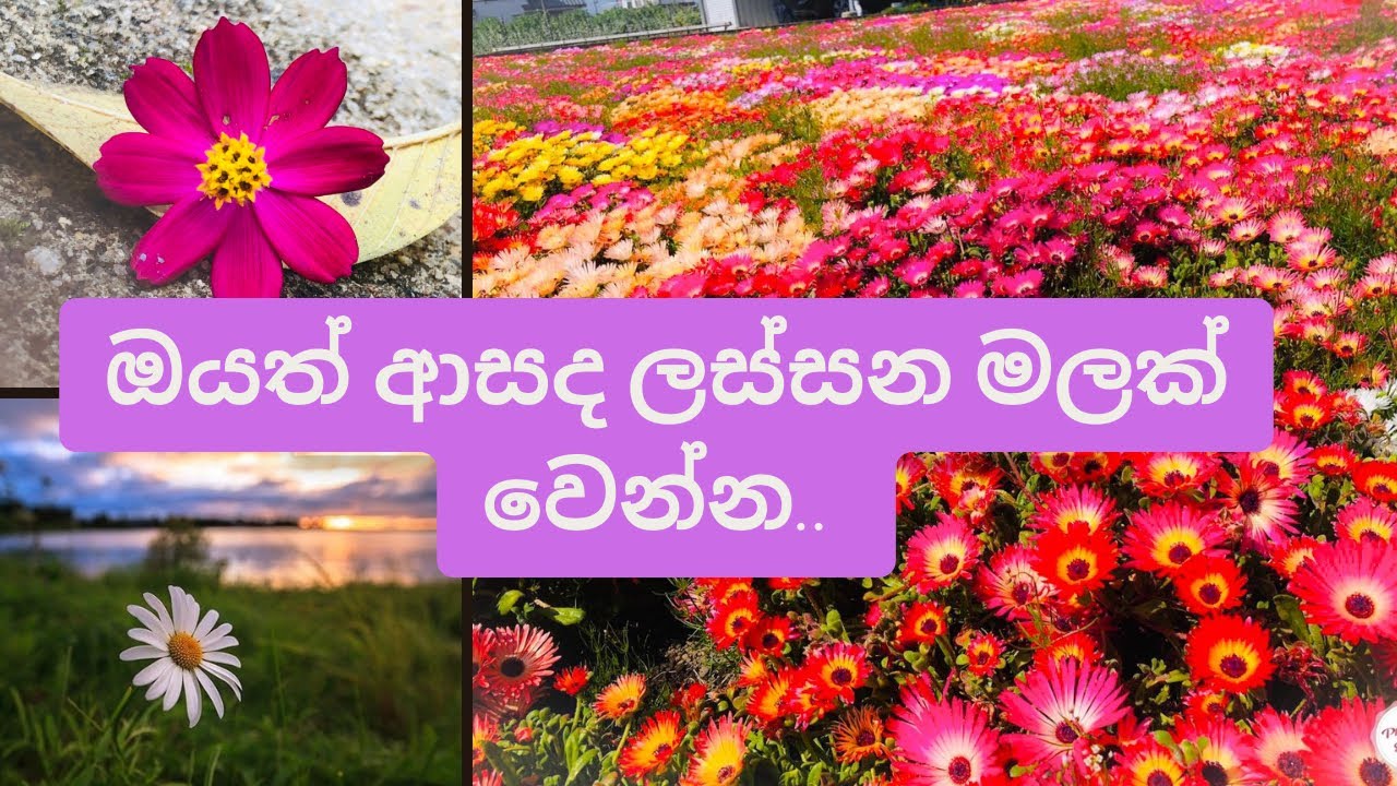 පුංචි ළමයෝ ඔයාට තමයි මේ කියන්නෙ🥰🌸💁🏻‍♂️ Shashis Diary Motivation 
