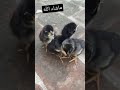New hatching  mushka aseel chicks by irfan mughal aseels aseels blackbeauty irfanmughalaseels