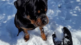 my rottweiler puppy eating snow