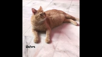 Fce 3200 - Classical Conditioning Experiment