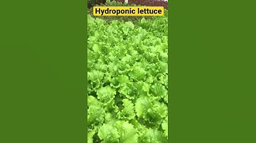 Hydroponic lettuce farm