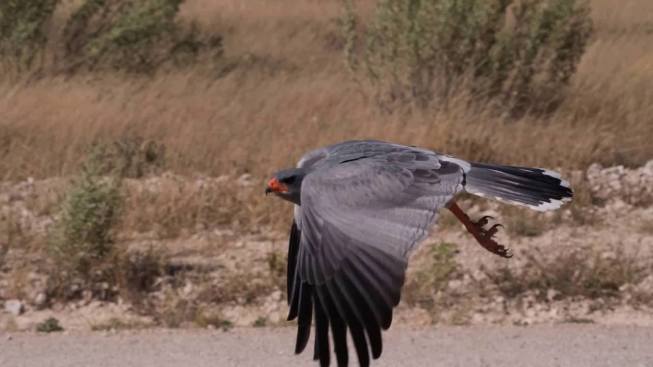 Cheetah conservation Solitaire Namibia plus some elephants lions and a rhino