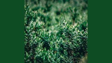 Sublime Backdrops for Ultimate Rejuvenation