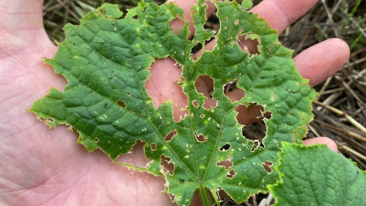 【ウリ科の葉を丸く食べる】 *ウリハムシとその対策について* ※虫は出てきません - YouTube