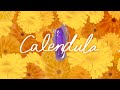 Calendula