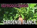 Como reproducir el arbusto de Gardenia Blanca por estacas || Info Garden