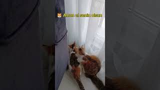 Kedi Günlüğün de sinek savaşları 😅 sona dikkat #cat #catlover #kediler #funny #keşfet