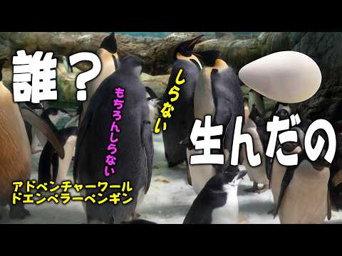 30番が卵！？】練習用に転がしてあった、皇帝ペンギン44ちゃんは